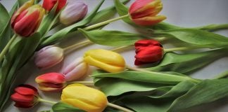 Kovo 8-oji – Tarptautinė moters diena