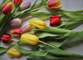 Kovo 8-oji – Tarptautinė moters diena