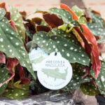 festiwal-roslin-suwalki-24