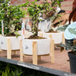 festiwal-roslin-suwalki-25