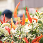 festiwal-roslin-suwalki-30