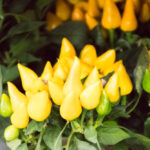 festiwal-roslin-suwalki-31