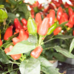 festiwal-roslin-suwalki-32