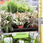 festiwal-roslin-suwalki-33