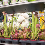 festiwal-roslin-suwalki-34