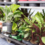 festiwal-roslin-suwalki-35