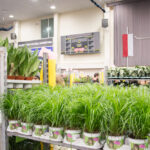 festiwal-roslin-suwalki-36