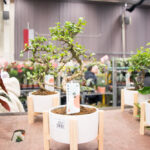 festiwal-roslin-suwalki-37