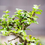 festiwal-roslin-suwalki-38