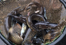 Arkadijos marios praturtėjo naujomis žuvų rūšimis