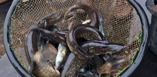 Arkadijos marios praturtėjo naujomis žuvų rūšimis