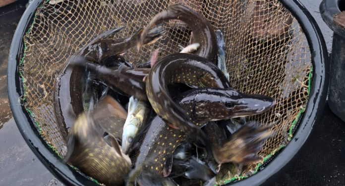 Arkadijos marios praturtėjo naujomis žuvų rūšimis